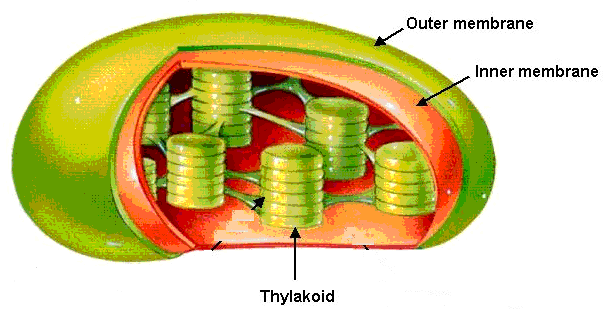 coloring-pages-kids-2020-35-chloroplast-and-mitochondria-coloring-worksheet-answer-key