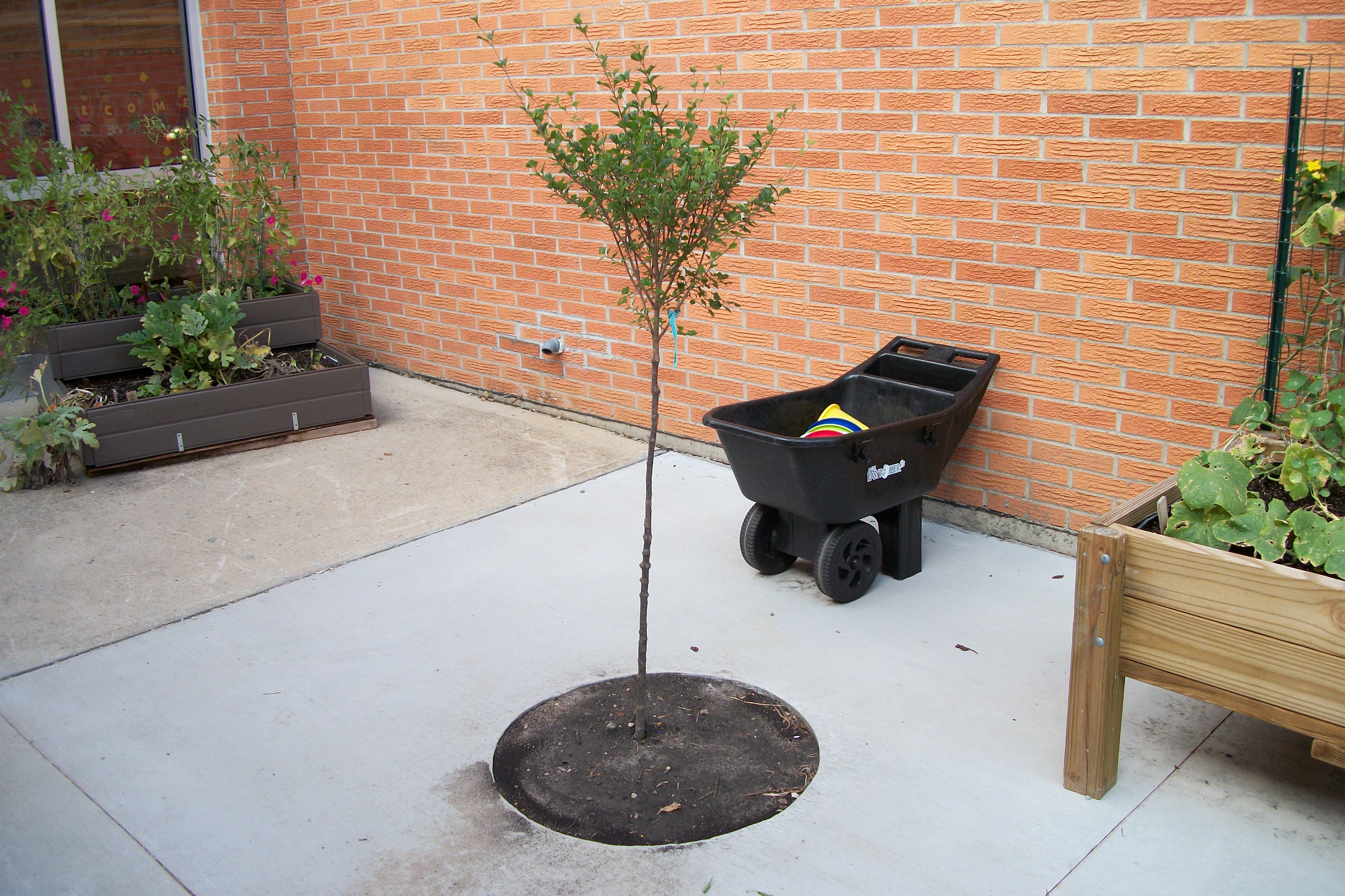 We have two ornamental trees--Dwarf Korean Lilacs