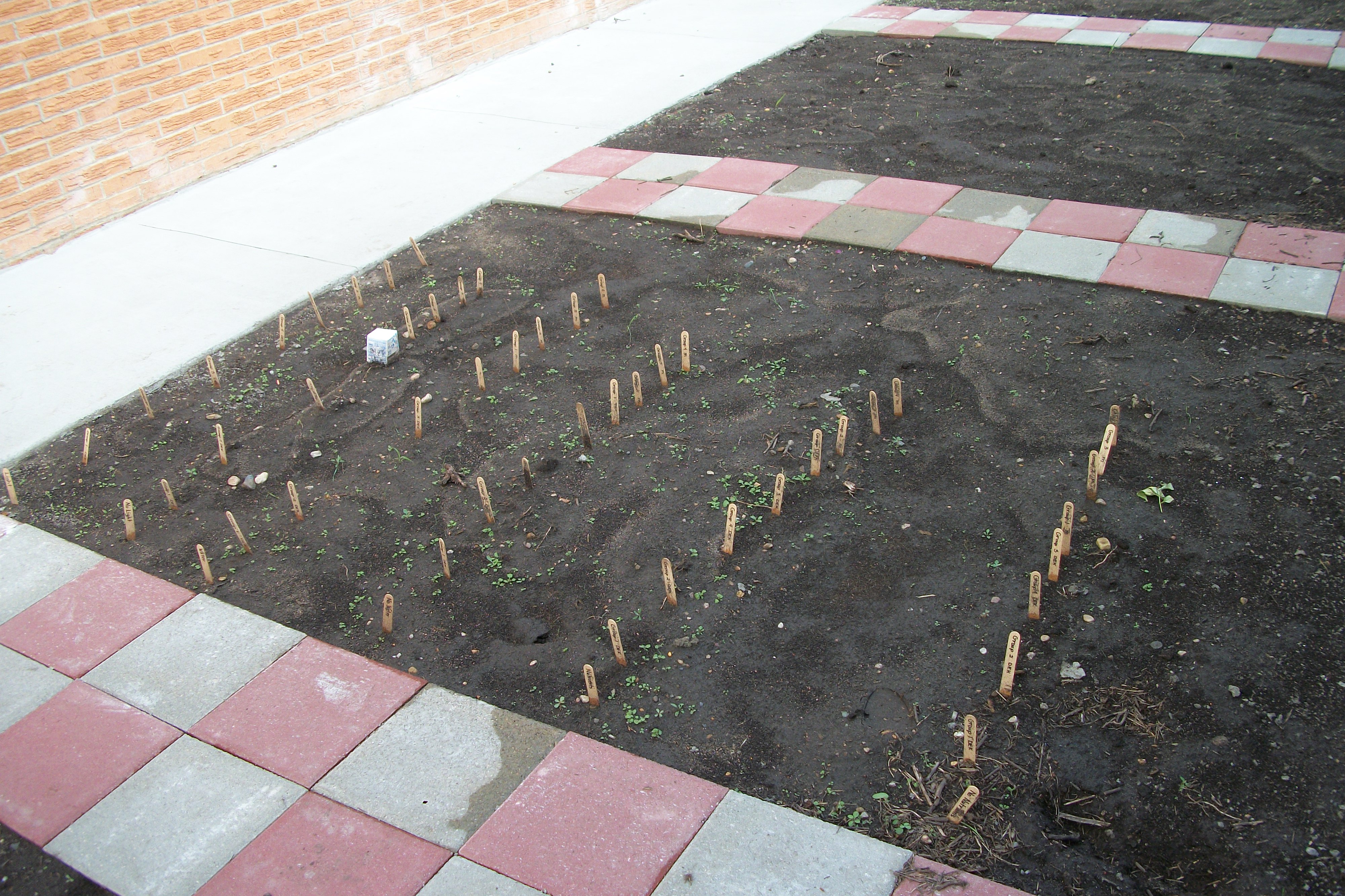 A 3rd Grade class's planting experiment
