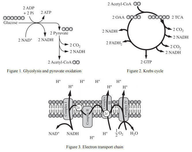 cellular respiration essay questions ap bio