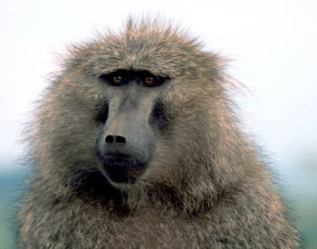 Olive Baboon