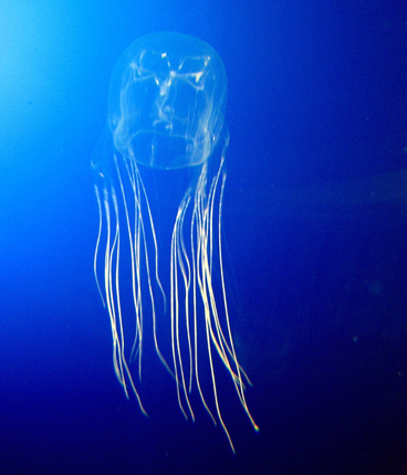 https://local-brookings.k12.sd.us/krscience/zoology/webpage%20projects/sp11webprojects/boxjellyfish/boxjellyfish.htm